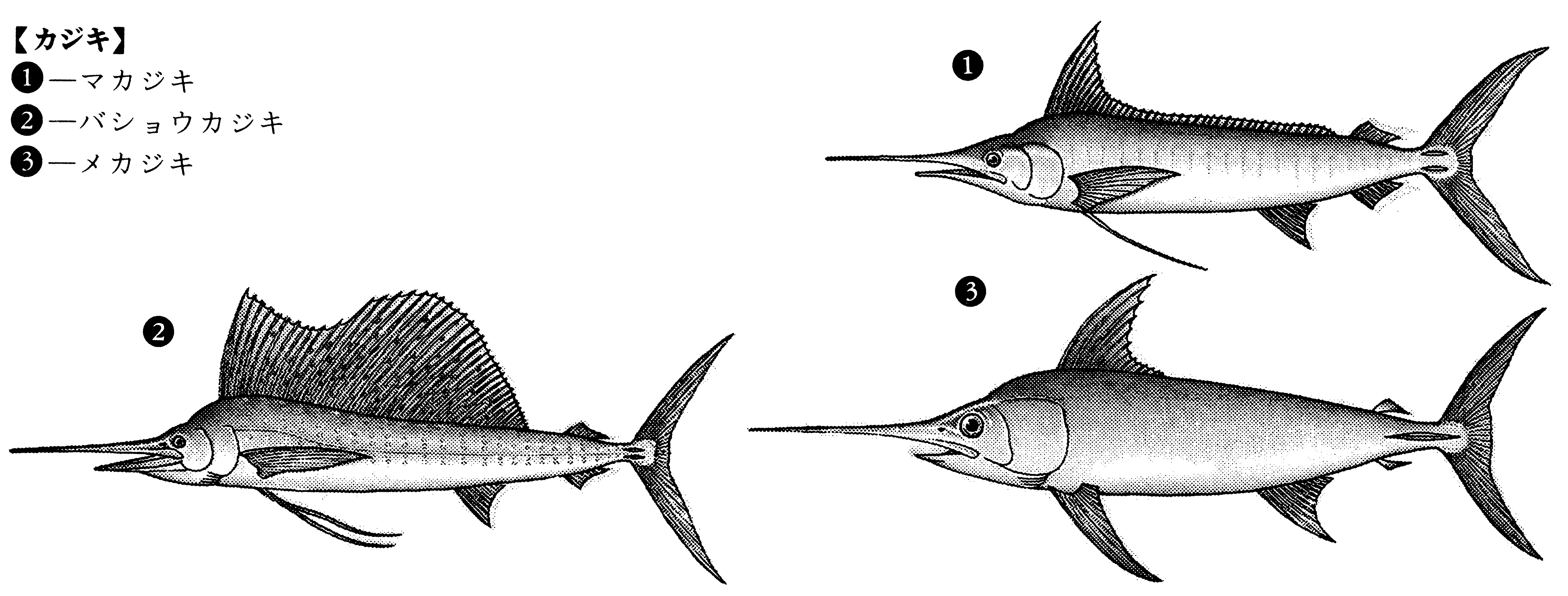 Detail Ikan Marlin Hitam Nomer 34