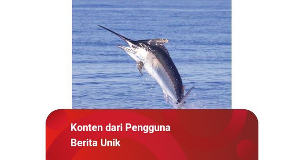 Detail Ikan Marlin Hitam Nomer 36