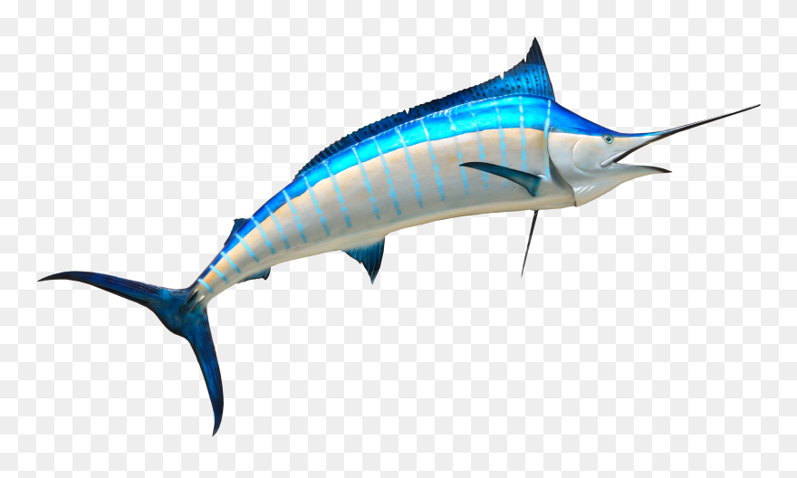 Detail Ikan Marlin Png Nomer 10