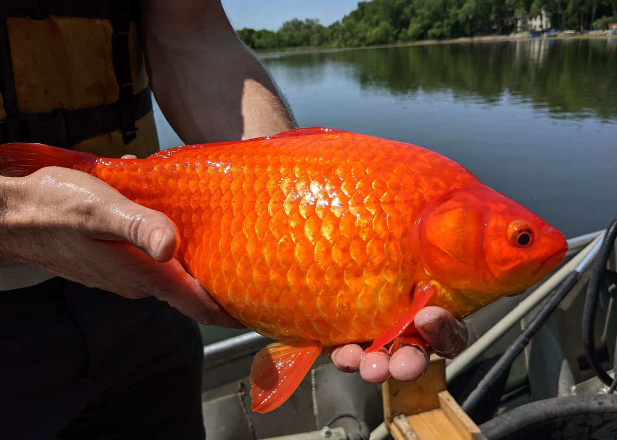 Detail Ikan Mas Akuarium Nomer 30