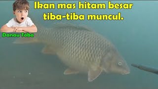 Detail Ikan Mas Hitam Putih Nomer 38