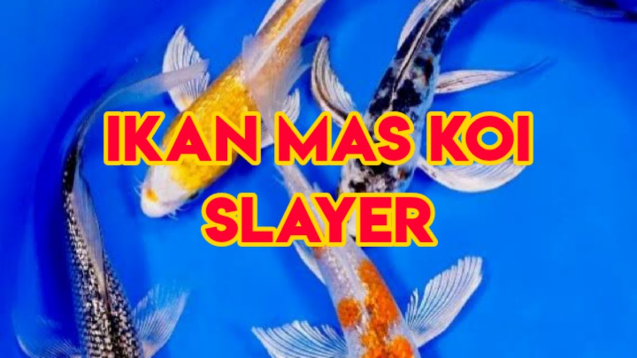 Detail Ikan Mas Koi Nomer 46