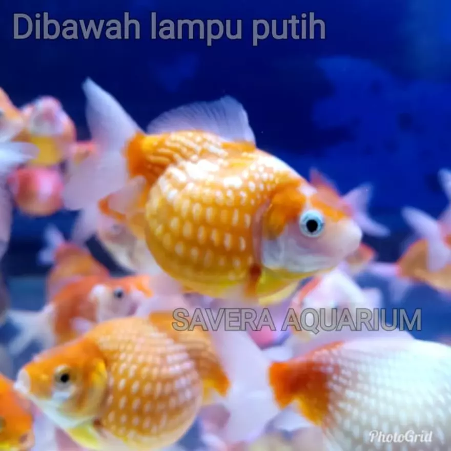 Detail Ikan Mas Koki Mutiara Nomer 41