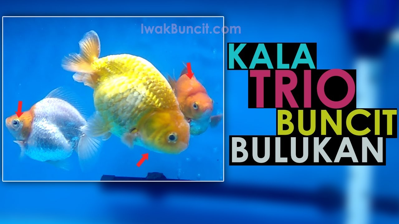 Detail Ikan Mas Koki Putih Nomer 26