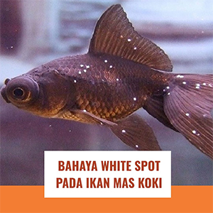 Detail Ikan Mas Koki Putih Nomer 35