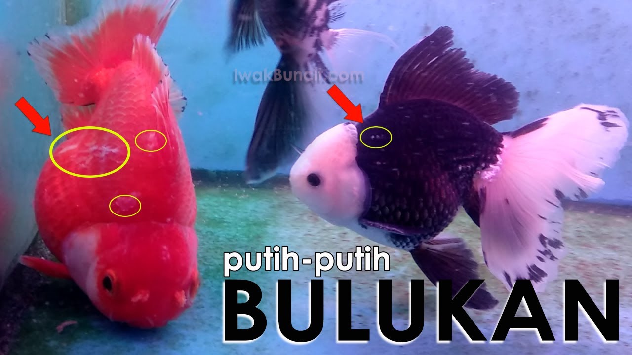 Detail Ikan Mas Koki Putih Nomer 39