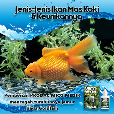 Detail Ikan Mas Koki Putih Nomer 51