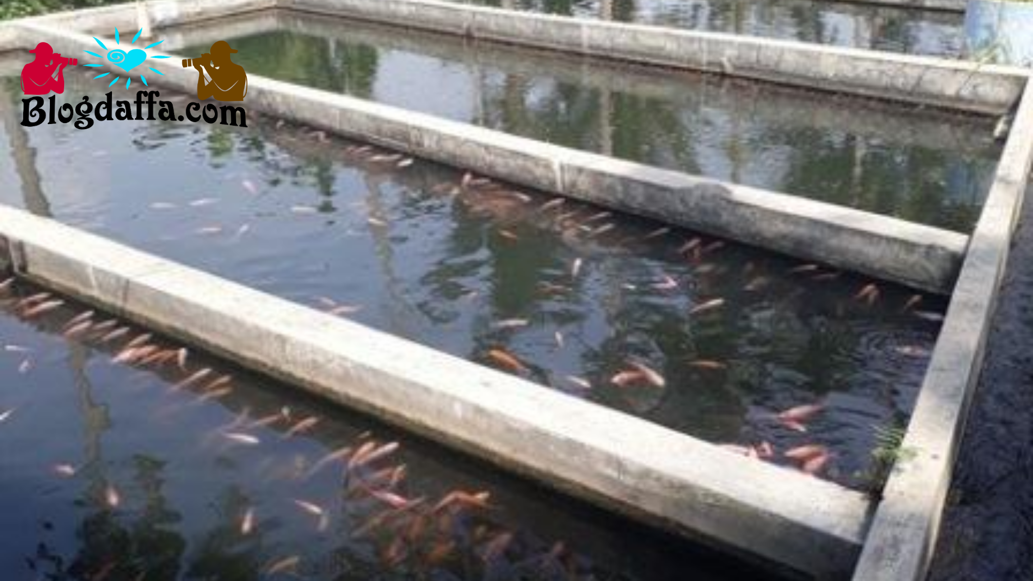 Detail Ikan Mas Kolam Nomer 42