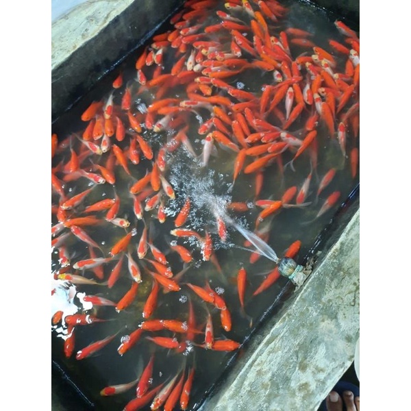 Detail Ikan Mas Merah Nomer 20