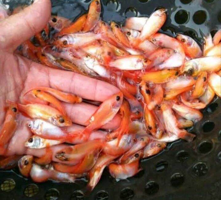 Detail Ikan Mas Merah Nomer 25