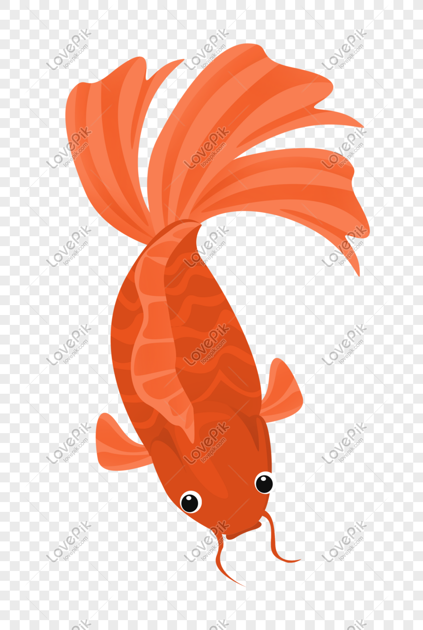 Detail Ikan Mas Merah Nomer 36