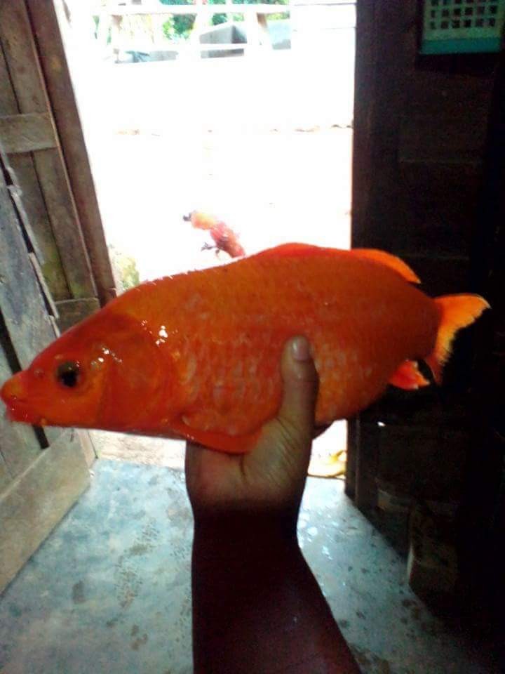 Detail Ikan Mas Merah Nomer 4