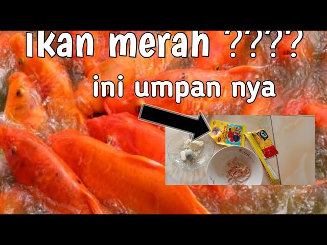 Detail Ikan Mas Merah Nomer 49