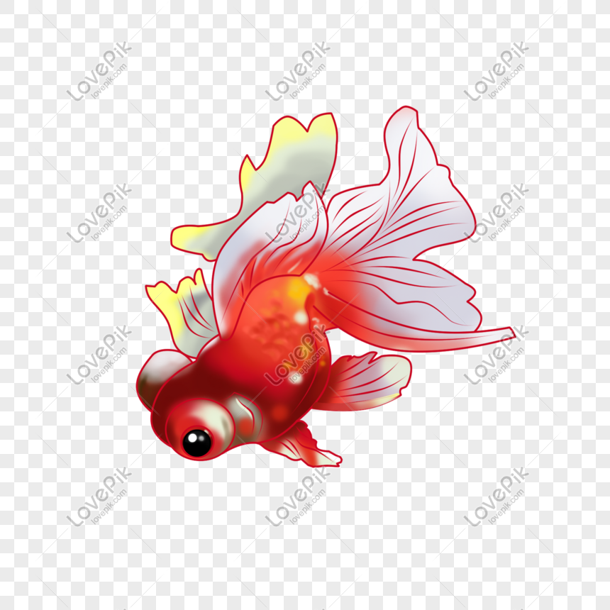 Detail Ikan Mas Merah Putih Nomer 47