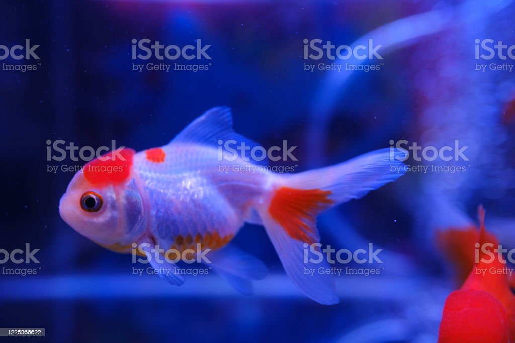 Detail Ikan Mas Merah Putih Nomer 8