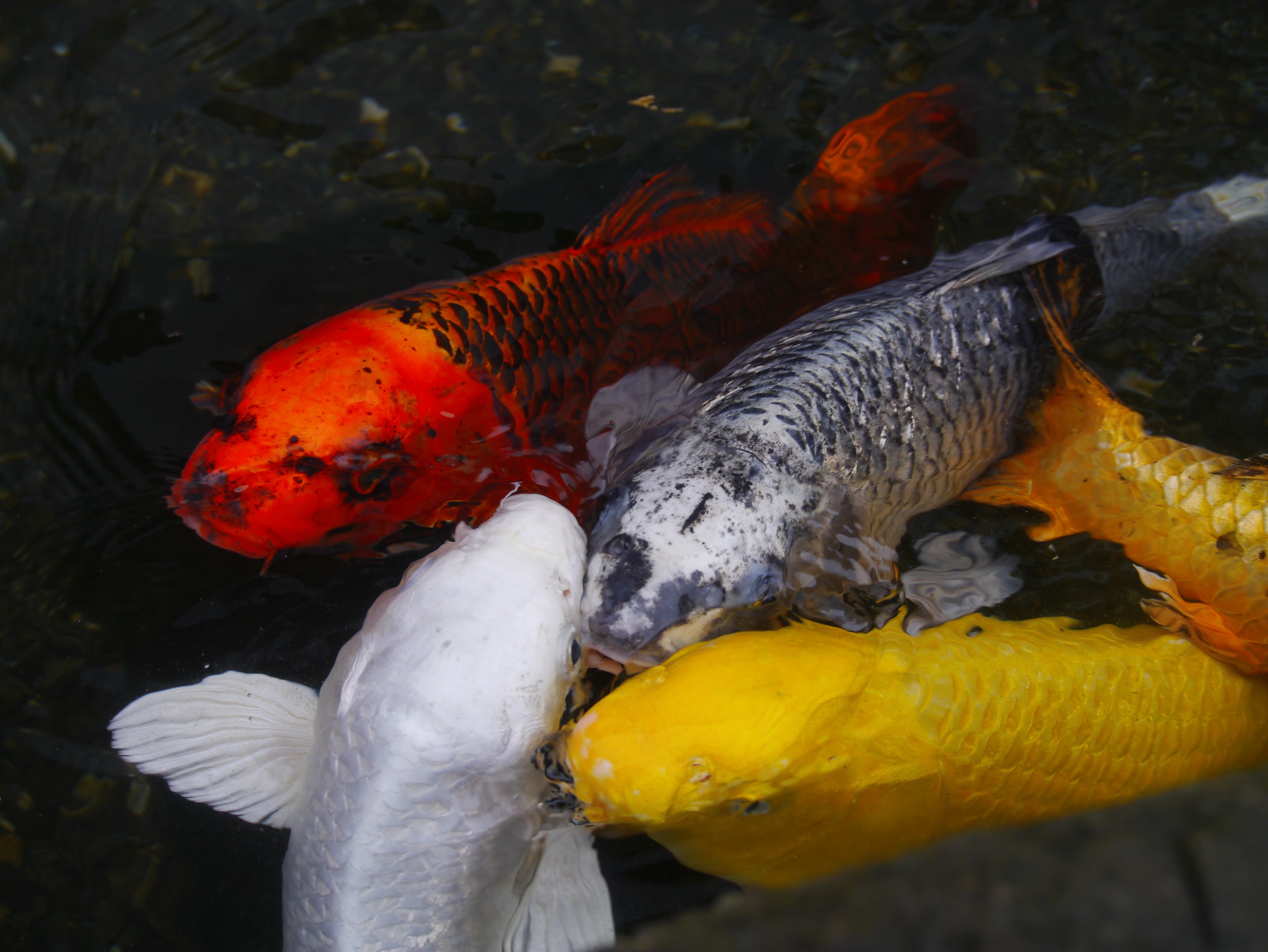 Detail Ikan Mas Merah Putih Nomer 9