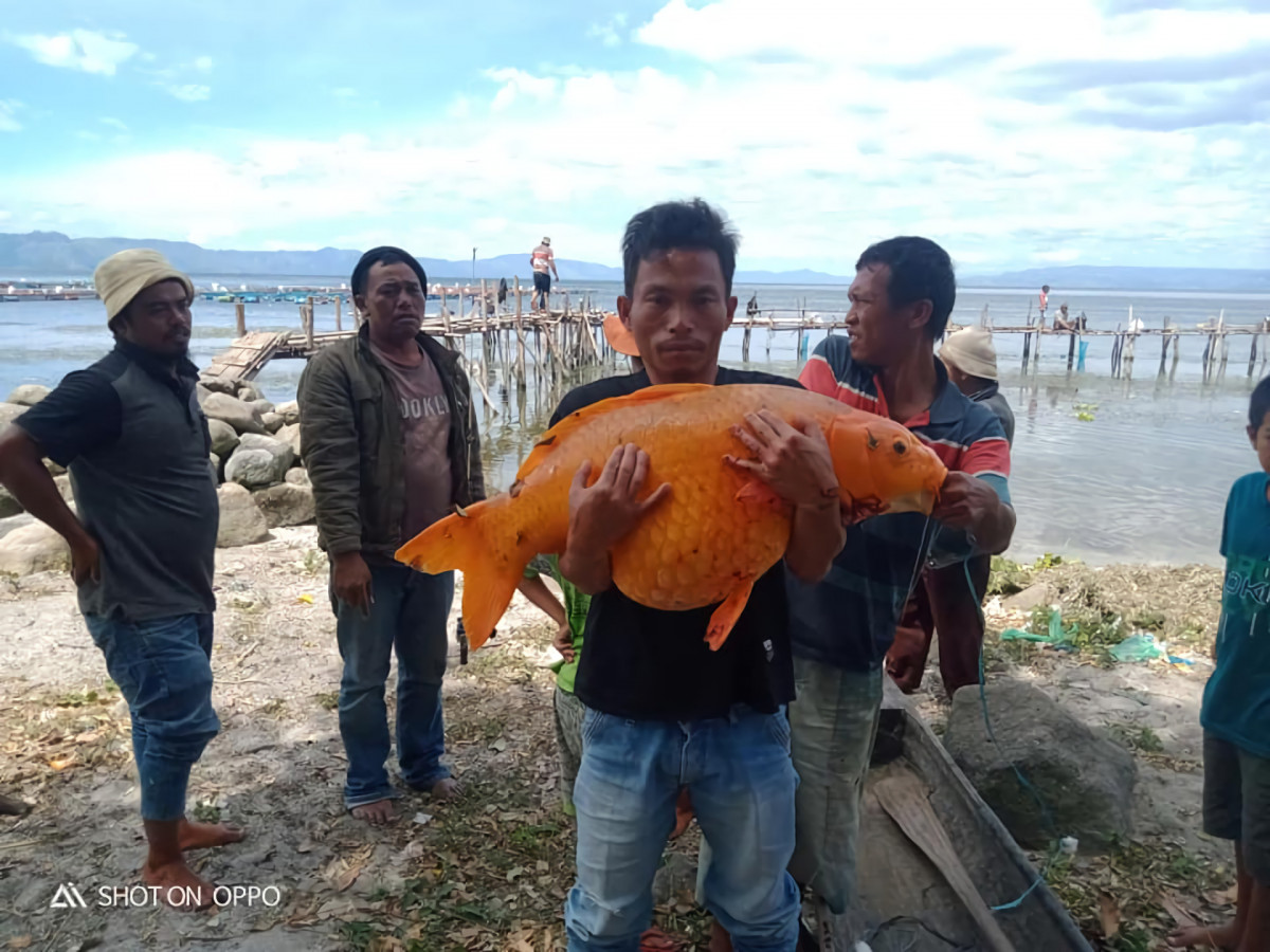 Detail Ikan Mas Raksasa Danau Toba Nomer 13