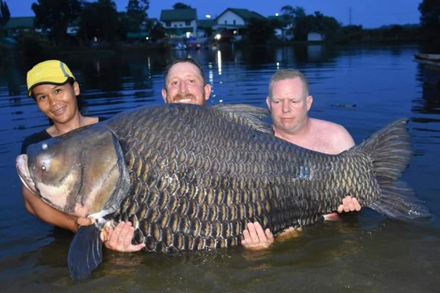 Detail Ikan Mas Raksasa Danau Toba Nomer 14