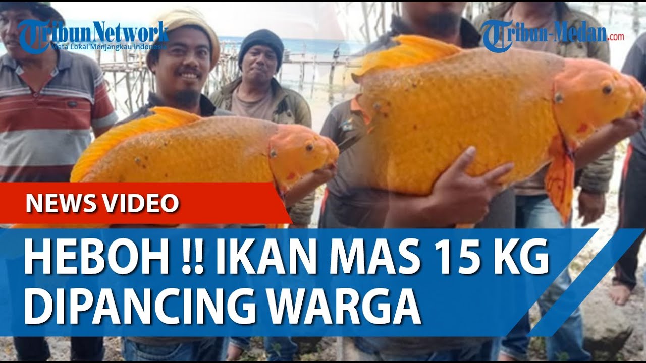 Download Ikan Mas Raksasa Danau Toba Nomer 29