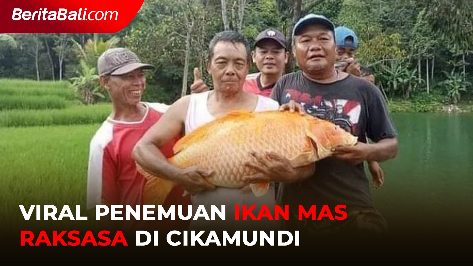 Detail Ikan Mas Raksasa Danau Toba Nomer 40