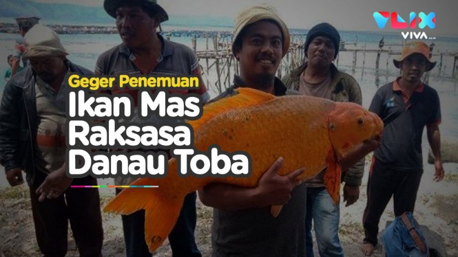 Detail Ikan Mas Raksasa Danau Toba Nomer 41