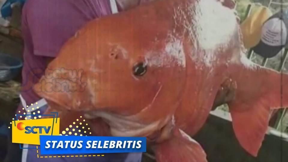 Detail Ikan Mas Raksasa Danau Toba Nomer 45