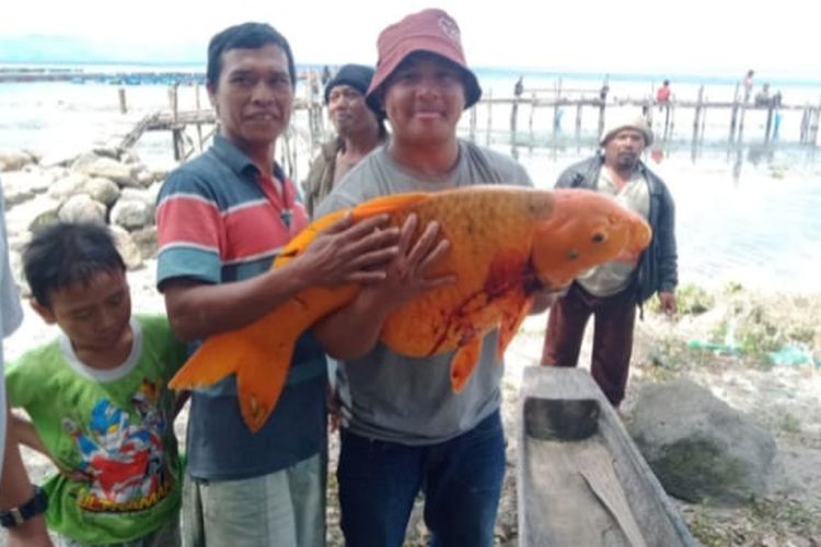 Detail Ikan Mas Raksasa Danau Toba Nomer 7