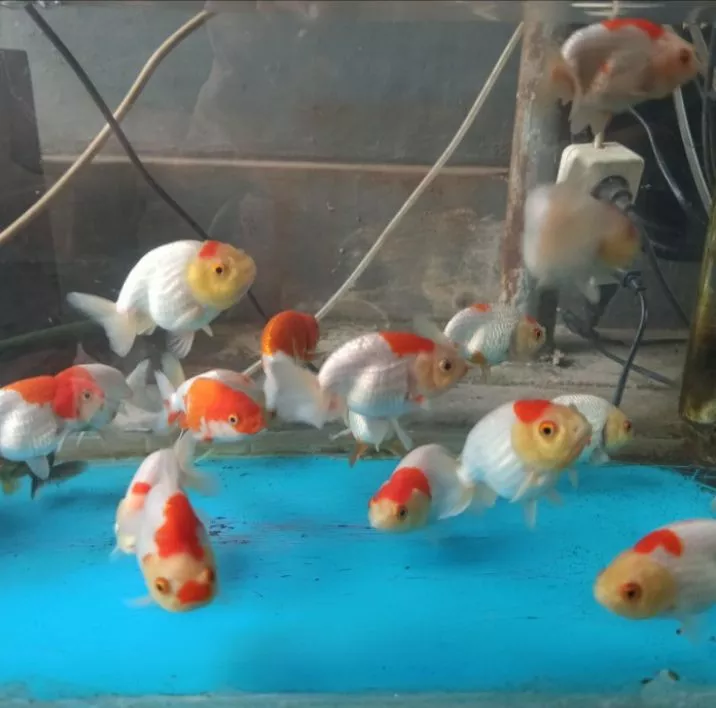 Detail Ikan Mas Ranchu Nomer 32