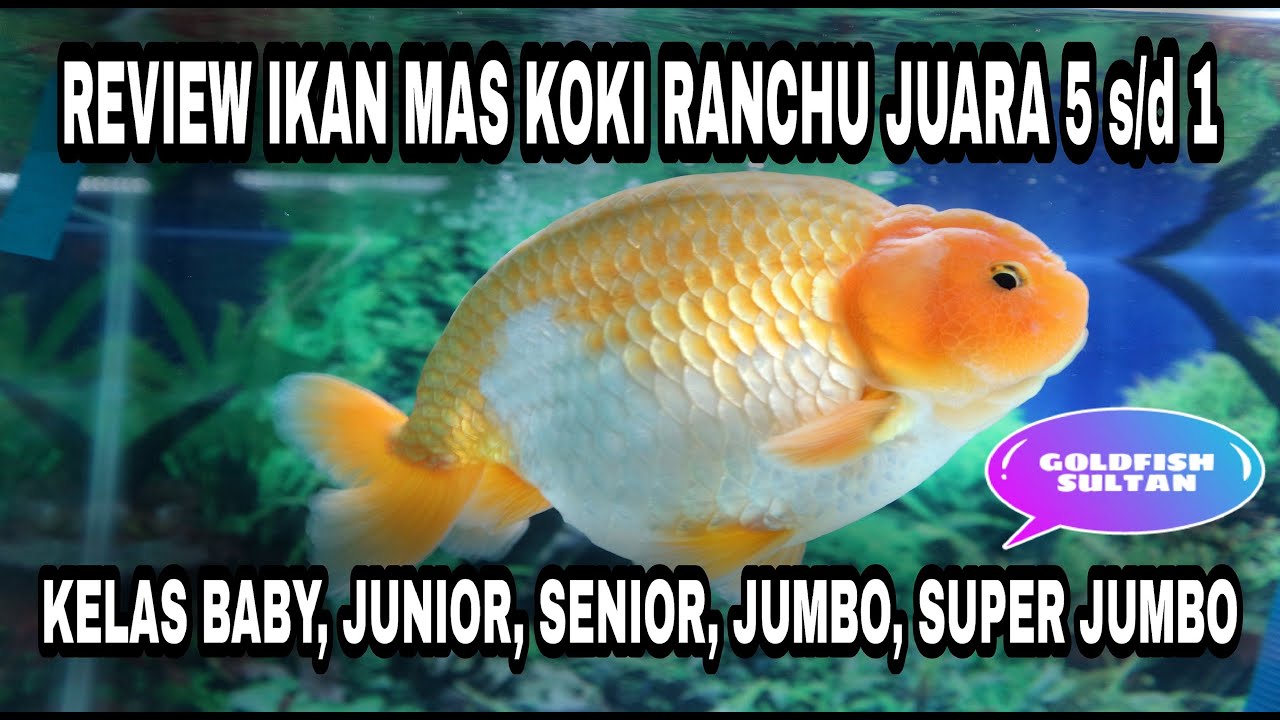 Detail Ikan Mas Ranchu Nomer 40