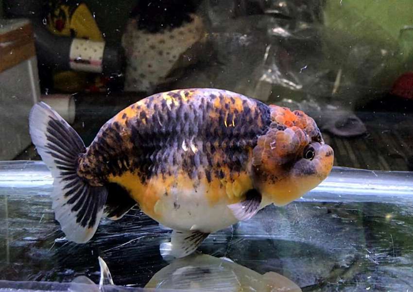 Detail Ikan Mas Ranchu Nomer 43