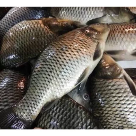 Detail Ikan Mas Segar Nomer 30