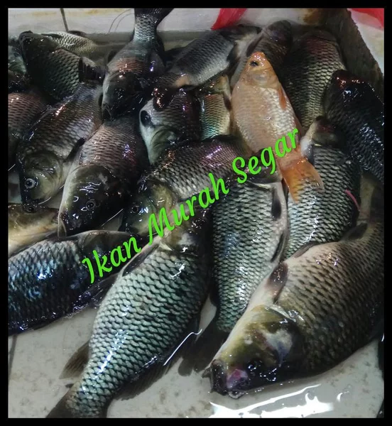 Detail Ikan Mas Segar Nomer 33