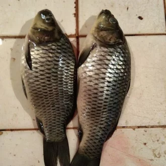 Detail Ikan Mas Segar Nomer 40