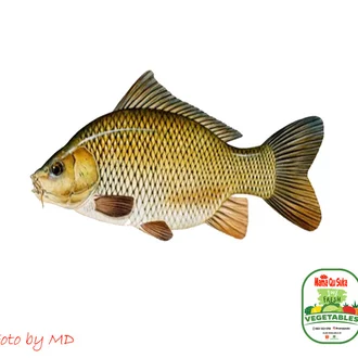 Detail Ikan Mas Segar Nomer 42
