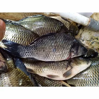 Detail Ikan Mas Segar Nomer 46