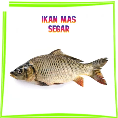 Detail Ikan Mas Segar Nomer 47