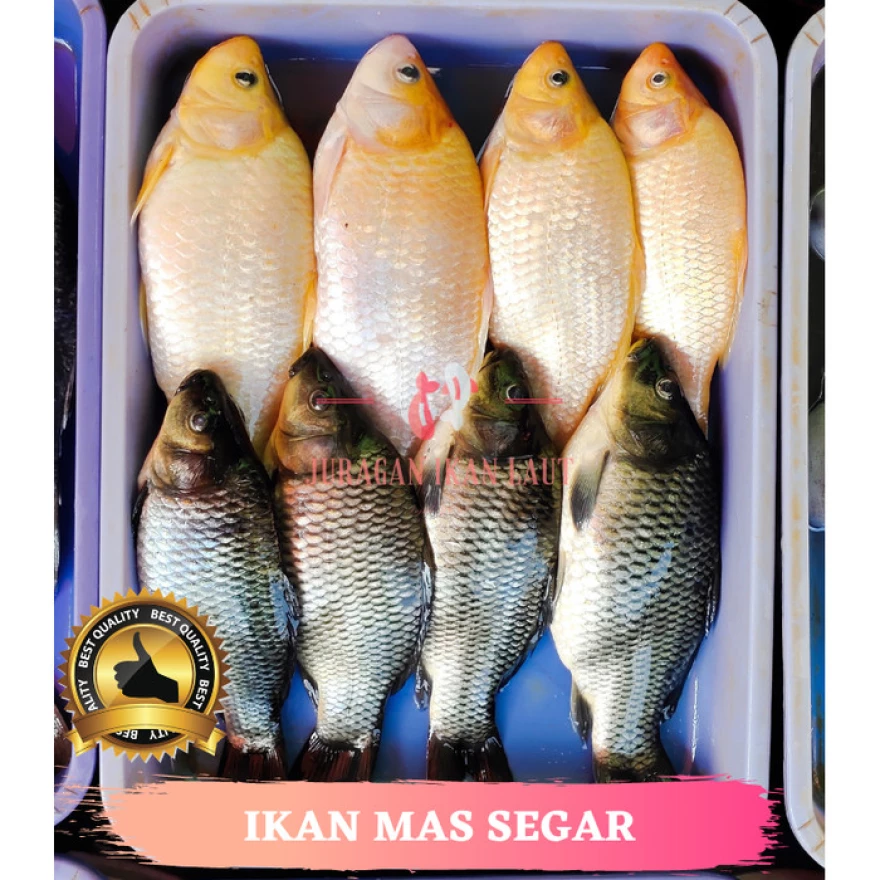 Detail Ikan Mas Segar Nomer 10