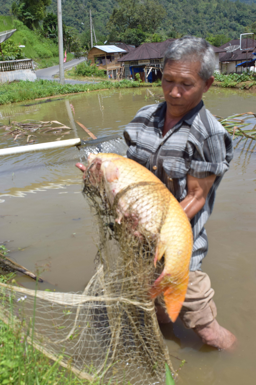 Detail Ikan Mas Yang Besar Nomer 43