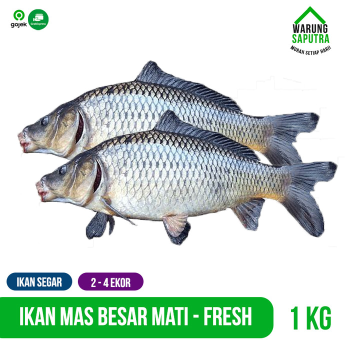 Detail Ikan Mas Yang Besar Nomer 48