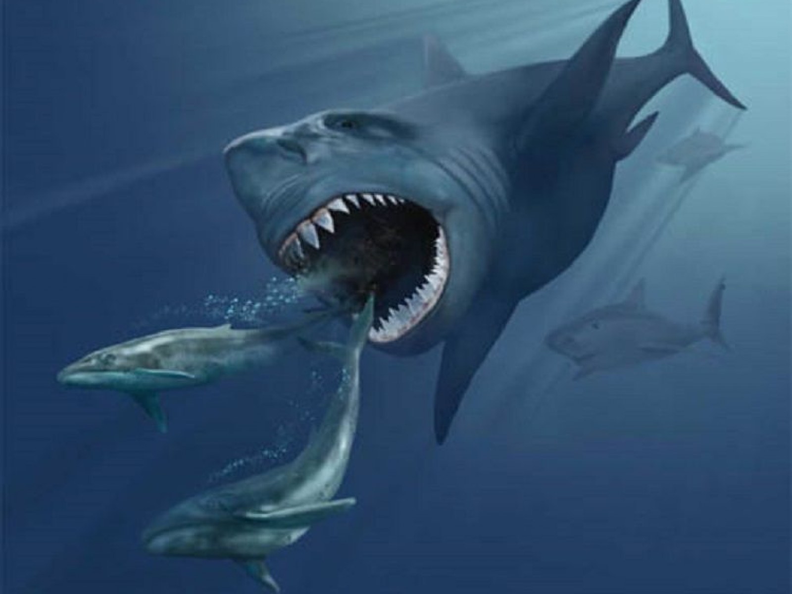 Detail Ikan Megalodon Terbesar Nomer 12