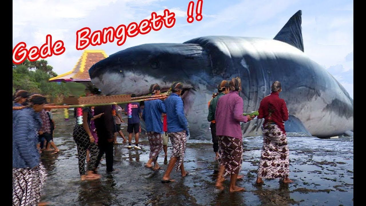 Detail Ikan Megalodon Terbesar Nomer 35