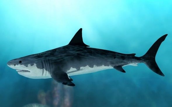 Detail Ikan Megalodon Terbesar Nomer 48