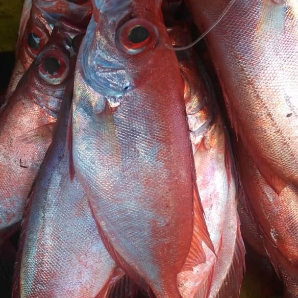 Detail Ikan Merah Mata Nomer 2