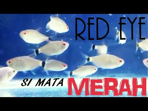 Detail Ikan Merah Mata Nomer 24