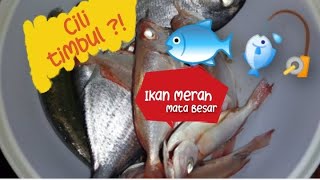 Detail Ikan Merah Mata Nomer 31