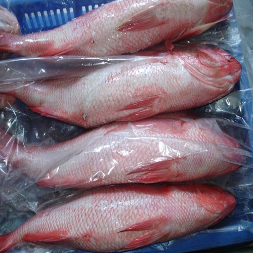 Detail Ikan Merah Mata Besar Nomer 23