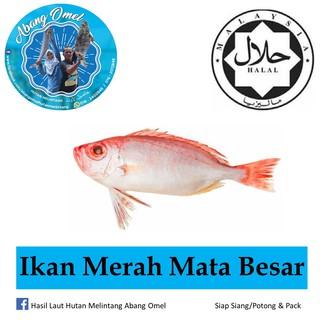 Detail Ikan Merah Mata Besar Nomer 25