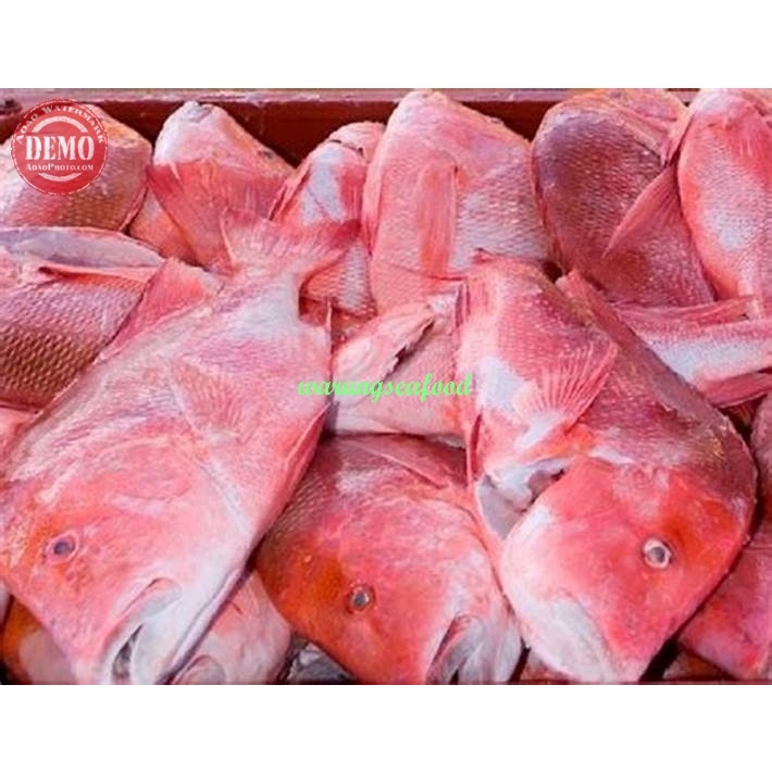 Detail Ikan Merah Mata Besar Nomer 39