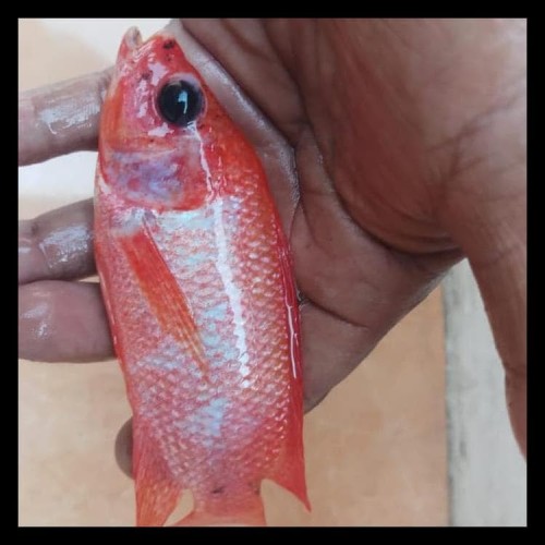 Detail Ikan Merah Mata Besar Nomer 44