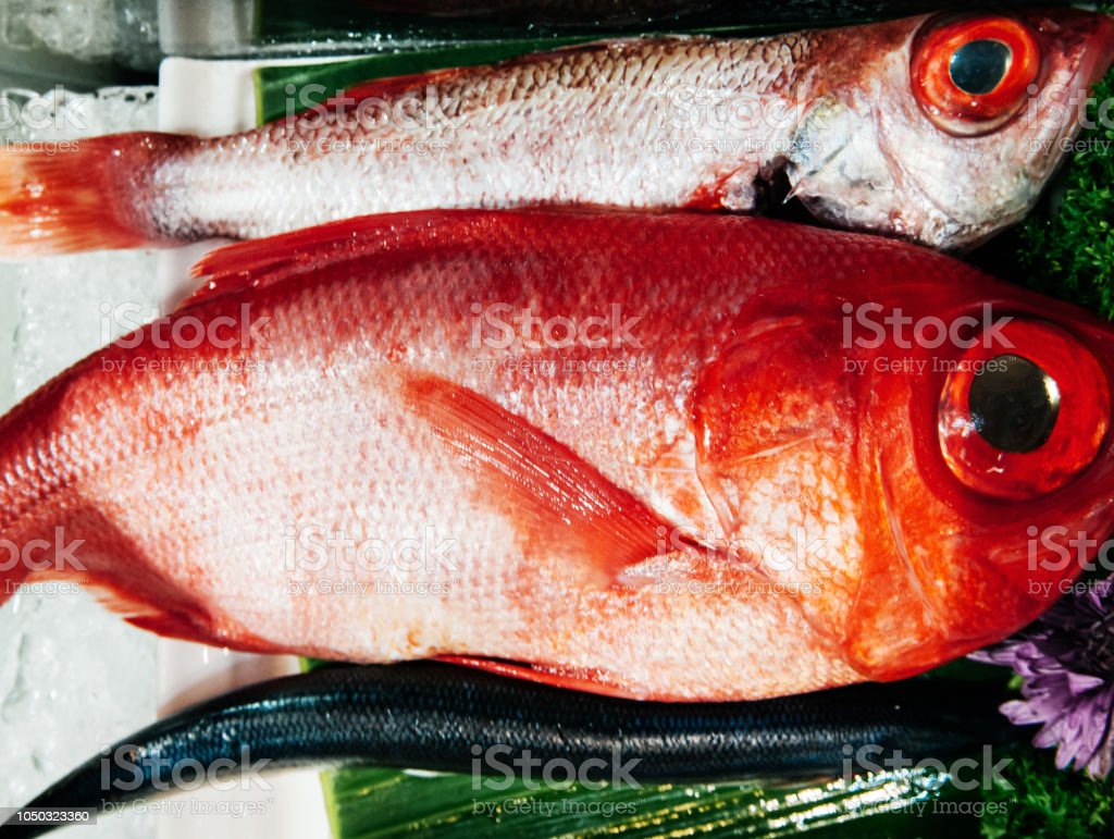Detail Ikan Merah Mata Besar Nomer 6